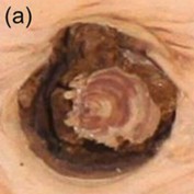 Decayed knot