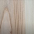 Sapwood